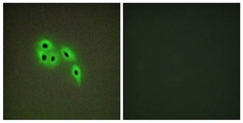 DOK6 antibody