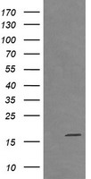 DOK7 Antibody