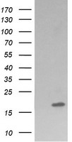DOK7 Antibody