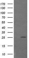 DOK7 Antibody