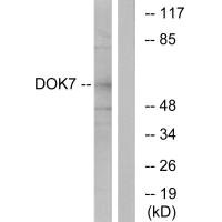 DOK7 antibody