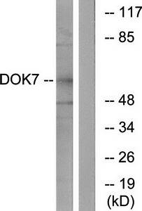 DOK7 Antibody