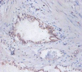 DAD1 Antibody