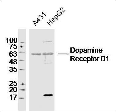 Dopamine Receptor D1 antibody