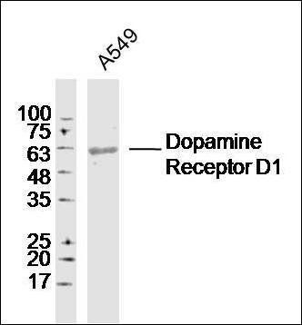 Dopamine Receptor D1 antibody