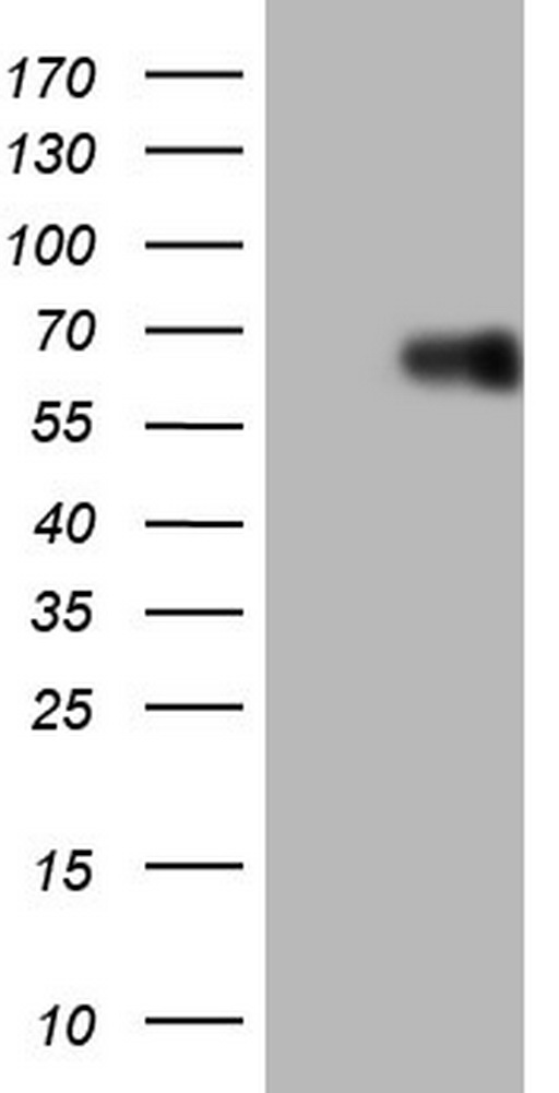 DOT1L Antibody