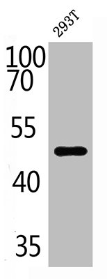 DCX Antibody
