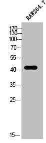 DCX Antibody
