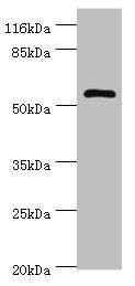 DPH2 antibody