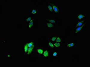 DPM1 antibody