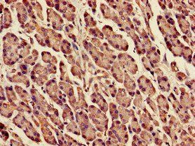 DPM1 Antibody