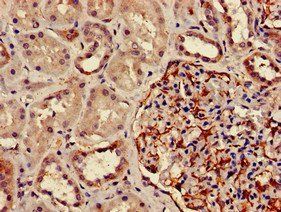 DPM1 Antibody