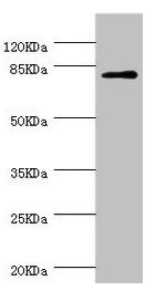 DPP3 antibody