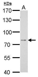 DPP3 antibody [N2C1], Internal
