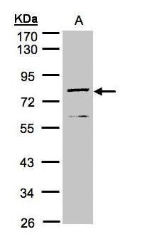 DPP3 antibody [N2C1], Internal