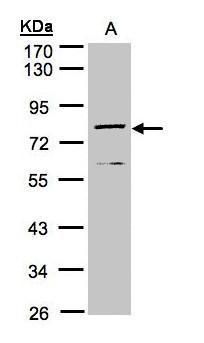 DPP3 antibody