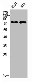 DPP4 antibody