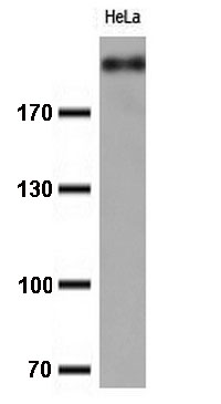 DPPA4 Antibody