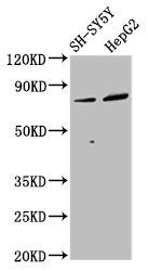 DPY19L3 antibody
