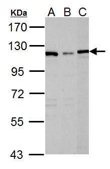 DPYD antibody [N1N2], N-term