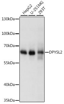 DPYSL2 antibody