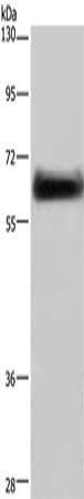 DPYSL3 Antibody