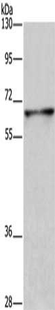 DPYSL3 Antibody