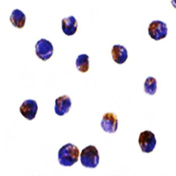 DRAK2 Antibody