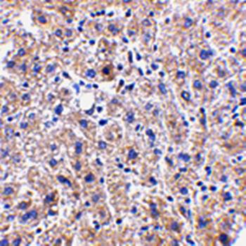 DRAM Antibody
