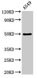 DRD1 antibody