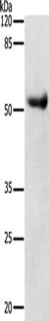 DRD4 antibody