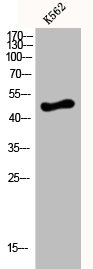 DRD4 Antibody
