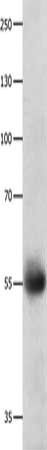DRD5 Antibody