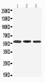 Dopamine Receptor D5/DRD5 Antibody