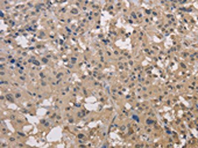 DRG1 Antibody