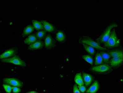 DRG1 Antibody