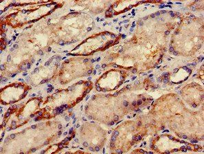 DRG1 Antibody