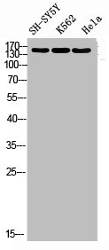 DROSHA Antibody