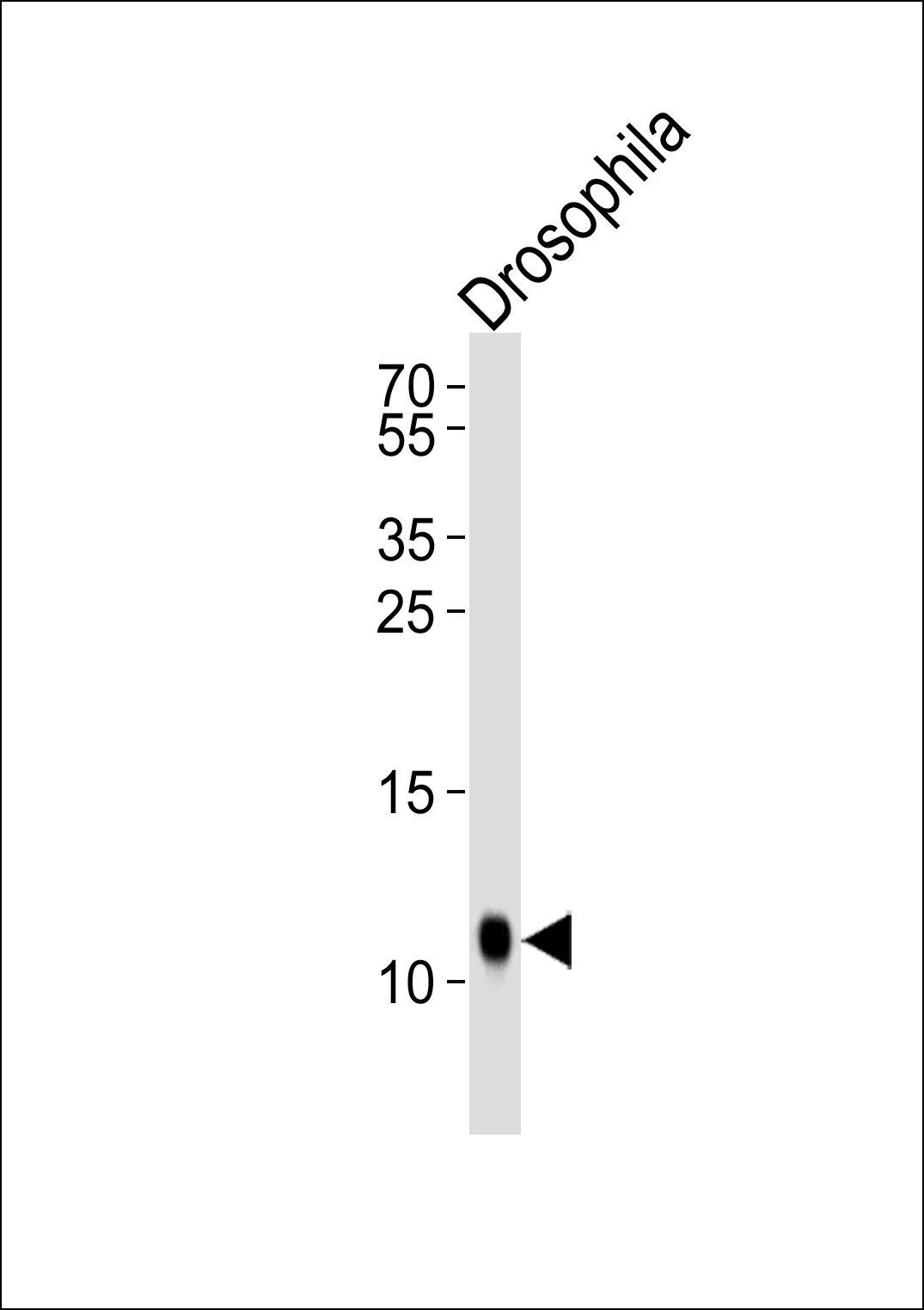 Drosophila SUMO antibody