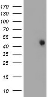 DNM1L Antibody