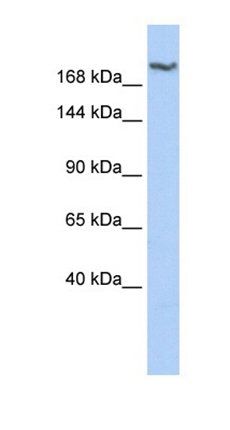 DSCAM antibody