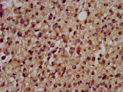 DSCAM Antibody