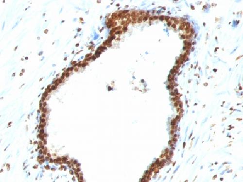 Double Stranded DNA (dsDNA) (Nuclear Marker) Antibody