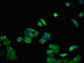 DSG1 antibody