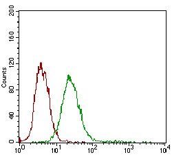 DSG3 Antibody