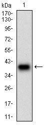 DSG3 Antibody