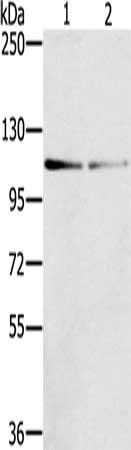 DSTYK antibody