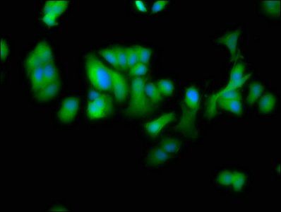 DTNBP1 Antibody