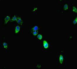 Dual specificity mitogen-activated protein kinase kinase 3 antibody