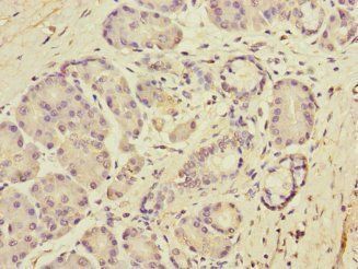 DUOX1 Antibody
